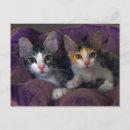 Recherche de chats gris cartes postales Violet