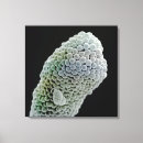 Recherche de effets art Fleur