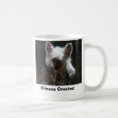 Recherche de chinois crested Crêté