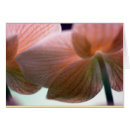 Recherche de phalaenopsis cartes postales Tropical