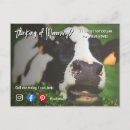 Recherche de agricole cartes postales Vache