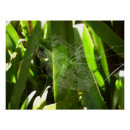 Recherche de tropical leaves posters Pour tous