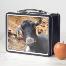 Zoek naar geit fotografie Landbouwhuisdieren