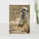 Zoek naar meerkats kaarten Kruiper