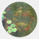 Recherche de bassins autocollants Koi