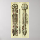 Zoek naar hersenen anatomie posters Zenuwstelsel