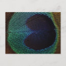 Recherche de plumes paon cartes postales Oiseau