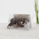 Zoek naar cockapoo kaarten Puppy