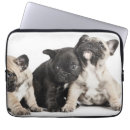 Recherche de groupe coques Assis