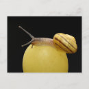 Recherche de escargot des cartes postales Animaux
