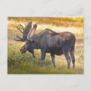 Recherche de velours cartes postales Mâle