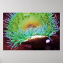 Zoek naar zoutwater posters Groen