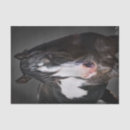 Recherche de soie photographie Animal