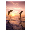 Recherche de grand dauphin posters Faune