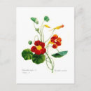 Recherche de nasturtiums cartes postales Botanique