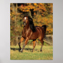 Zoek naar autonoom posters Paard