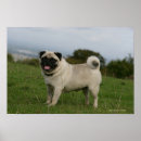 Recherche de cotelette posters Argent