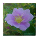 Recherche de rosier photographie Photographie de la nature