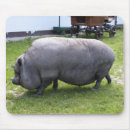 Zoek naar varkens muismatten Oink