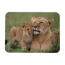 Zoek naar de lion magnets Wilde dieren