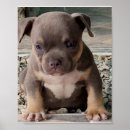 Recherche de brut posters Chien