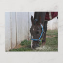 Recherche de de cheval cartes postales Mignon