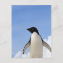 Zoek naar pinguins briefkaarten Vogels