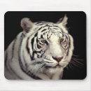 Recherche de tigre du bengale tapis souris Félin