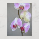 Recherche de orchidées roses cartes postales Photographie