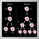 Zoek naar replicatie posters Genetisch