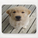 Recherche de mousepad golden retriever tapis souris Chiot