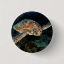Recherche de tortue badges Photographie