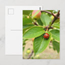 Recherche de petite coccinelle cartes postales Pour tous