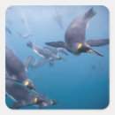 Recherche de faune antarctique autocollants Oiseau