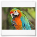 Recherche de animaux colorés posters Beau