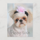 Recherche de shih cartes postales Canine