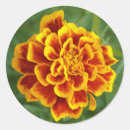 Recherche de marigold autocollants Marigot