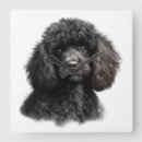 Recherche de chien de caniche horloges Mignon