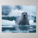 Recherche de mammifère marin posters Alaska