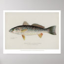 Zoek naar zwak posters Retro