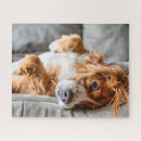 Recherche de cocker puzzles Canine