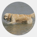 Recherche de enduit autocollants Chien d'arrêt d'or
