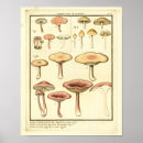 Recherche de champignon vintage art Français