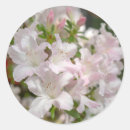 Recherche de azalée autocollants Rose