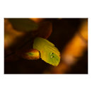 Recherche de feuille vert posters Automne