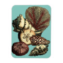 Recherche de méduses magnets Algues