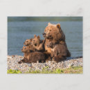 Recherche de ours bébé cartes postales Famille d'animaux