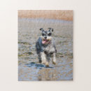 Recherche de schnauzer puzzles Chien