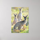 Recherche de koala art Forêt