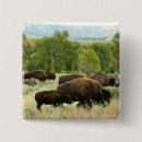 Recherche de bisons de buffle badges Wyoming